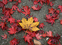 Fall Leaves