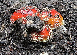 Red Mushroom