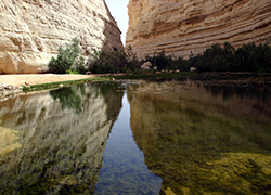 Nachal Arugot Negev Israel