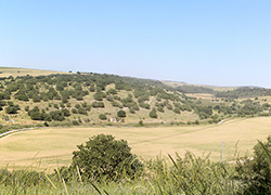 Giv'at Nili Farm Land