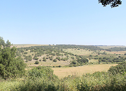 Givat Nili under the tree