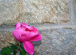 pink Rose in Bermuda