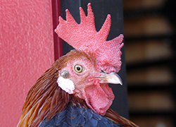 Rooster Head