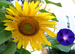 Sunflower and Morning Glorry