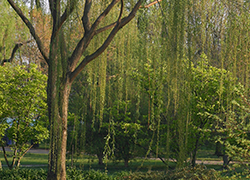 Weepping Willow in Washington DC